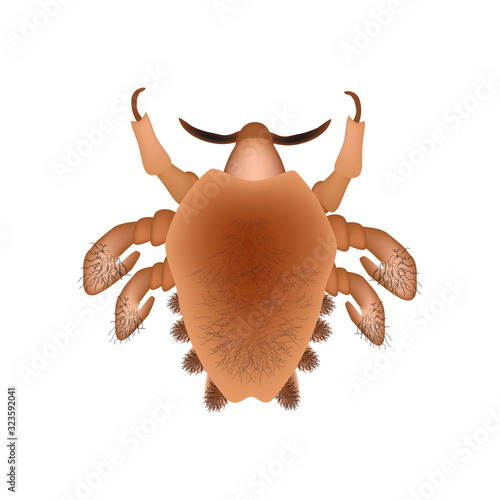 Parasitic diseases of Phthiriasis. Pediculosis pubis. Pubic lice structure. Sexually transmitted diseases. Infographics. Vector illustration on isolated background.