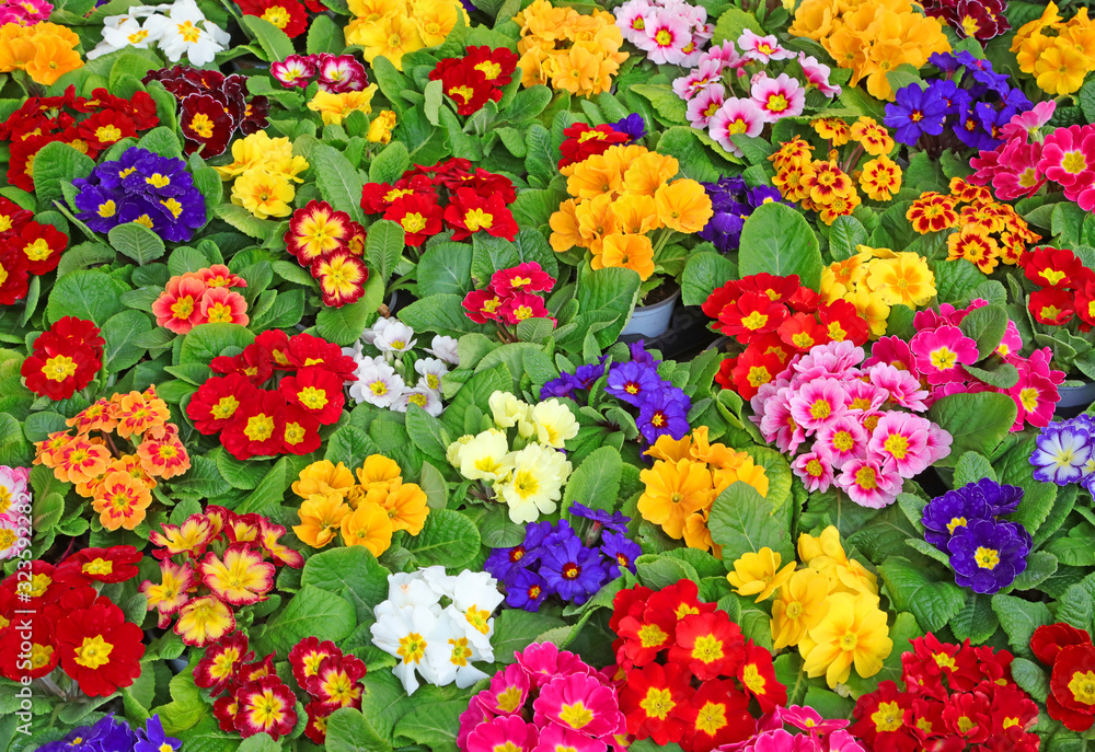 background of Primrose flowers also called PRIMULA background of Primrose flowers also called PRIMULA
