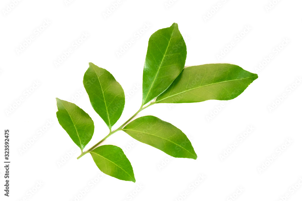 Green leaf isolated on white background Green leaf isolated on white background