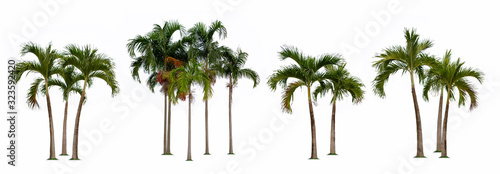 Palm tree isolated collection on white background