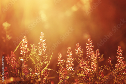 Romantic sunset on a blooming meadow. © Kamila