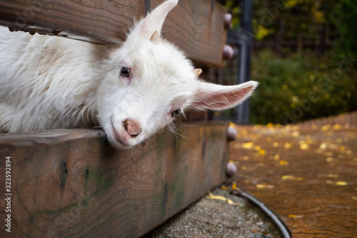 Cute little goat in rainny day.