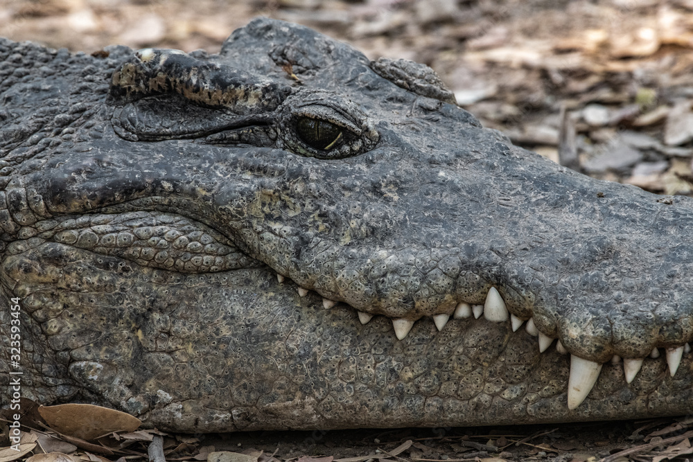 Obraz premium Muzzle of a large tropical crocodile