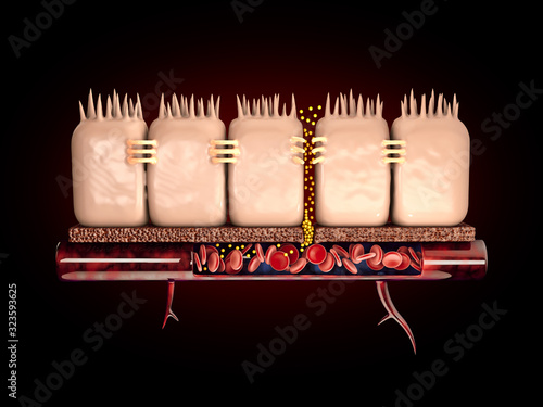 Photos 3d Rendering of leaky gut, in intestine with celiac disease and gluten sensitivity these tight junctions come apart