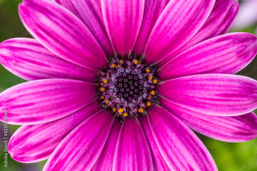 Blooming purple daisy close up