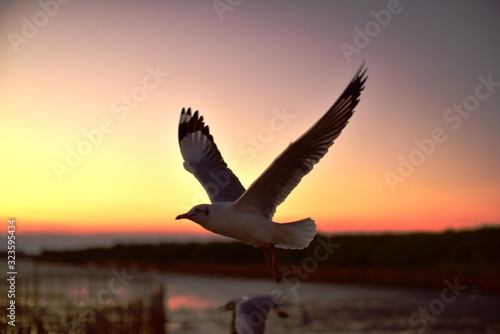 A group of seagulls flying in the colorful sky of the sea before dusk © tharathip