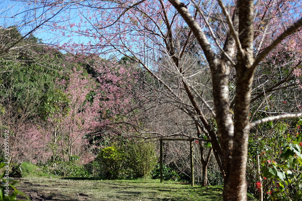 The beautiful flowers of Wild Himalayan Cherry The beautiful flowers of Wild Himalayan Cherry