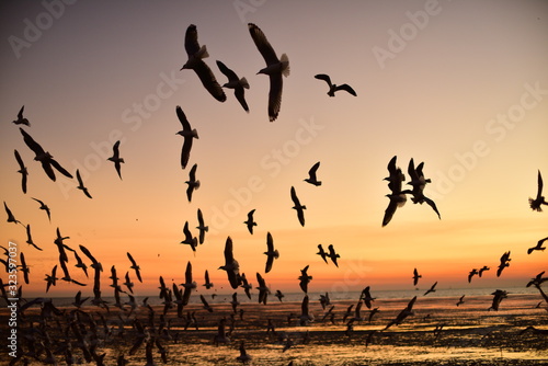 A group of seagulls flying in the colorful sky of the sea before dusk