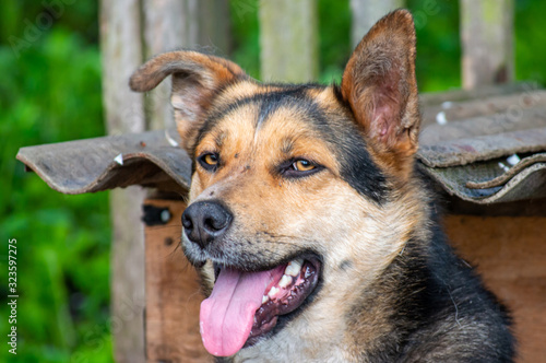 German shepherd on a chain in a wooden doghouse close up