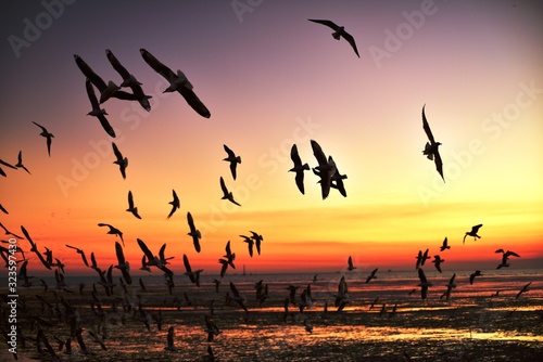 A group of seagulls flying in the colorful sky of the sea before dusk