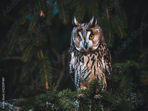 Long-eared owl (Asio otus) sitting on the tree. Beautiful owl with orange eyes. Dark background. Long-eared owl in forest. photo