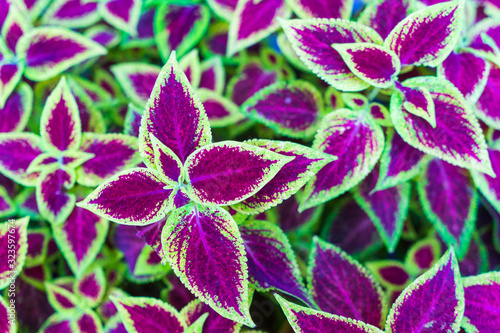 Image of a flower bed. Coleus leaves.