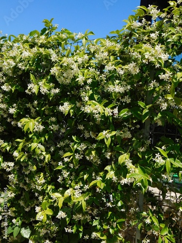 Southern or star jasmine,or Trachelospermum or Rhynchospermum jasminoides, in full bloom, covering a fence photo