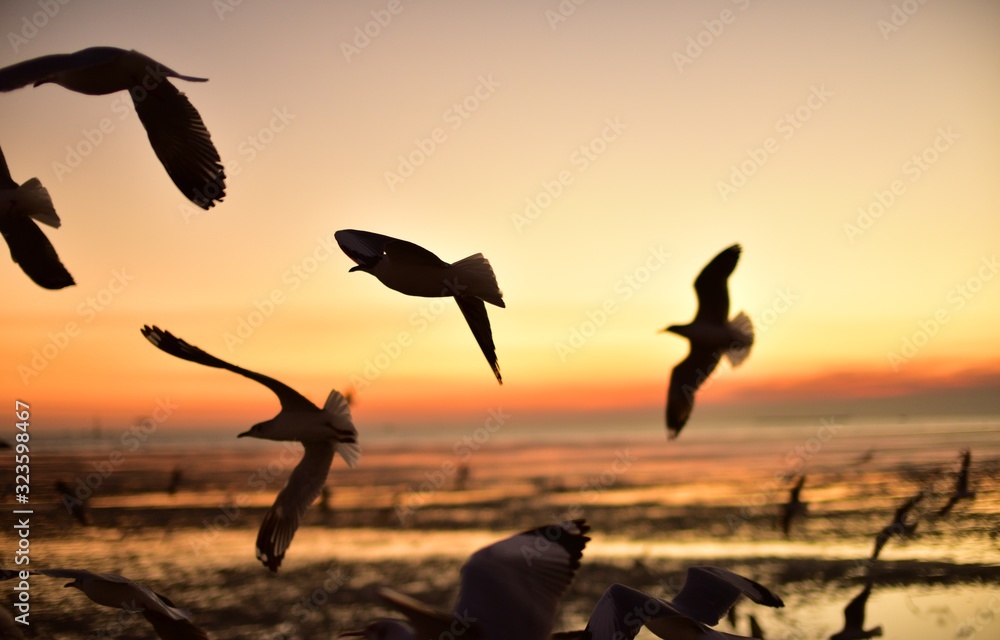 Fototapeta premium A group of seagulls flying in the colorful sky of the sea before dusk 