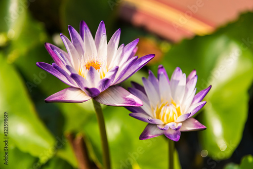 Purple and yellow lotus flowers are blooming. Get bright sunshine morning.Selective focus.