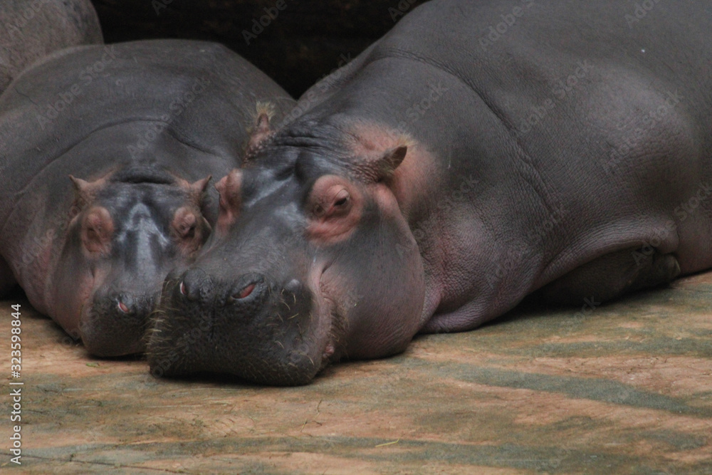 two hippo animals are resting on the beach two hippo animals are resting on the beach