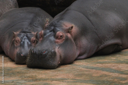 two hippo animals are resting on the beach