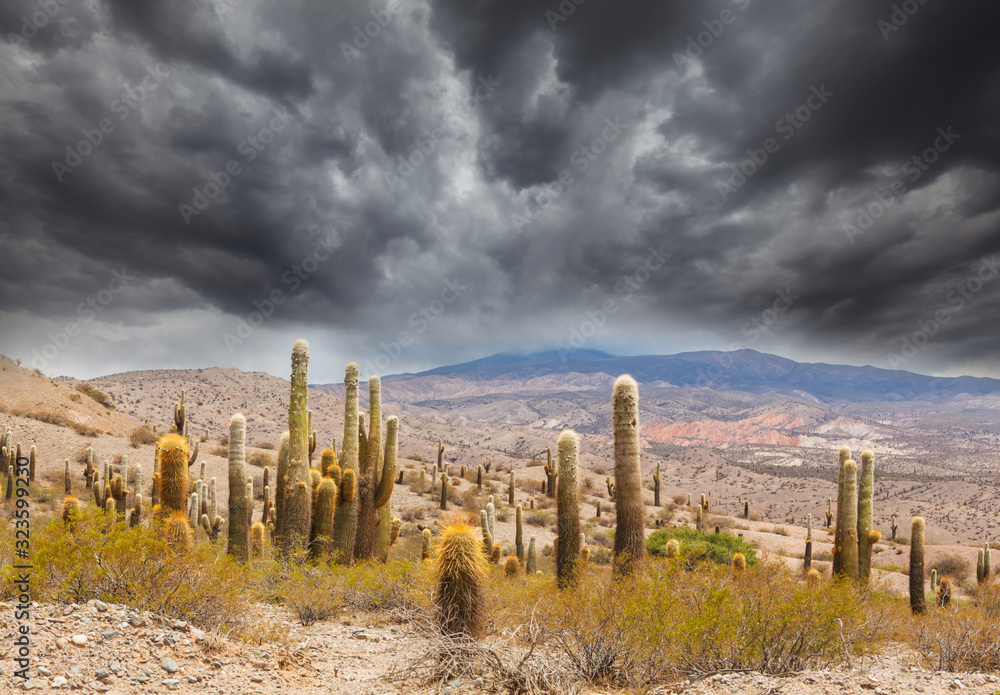 Cactus in Altiplano