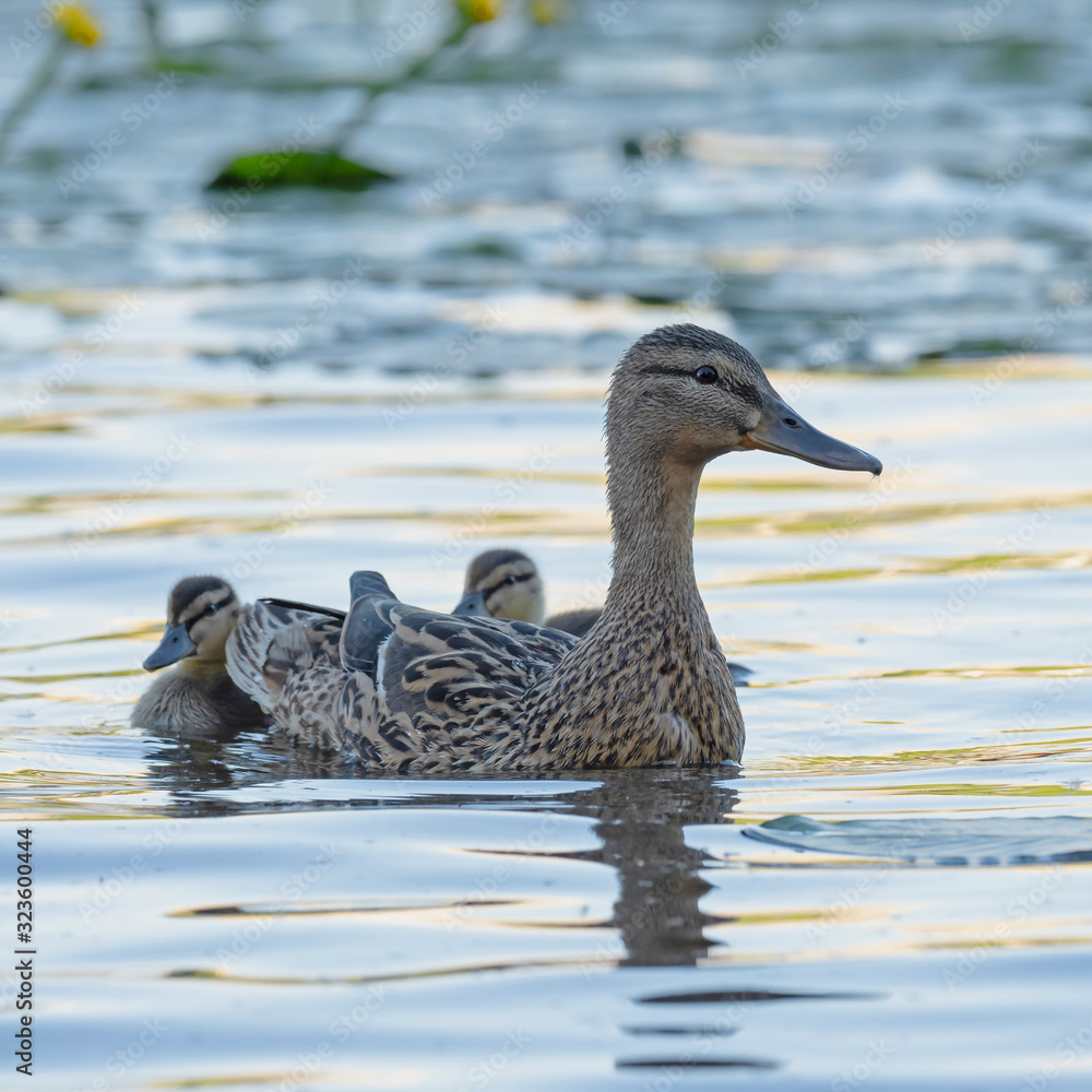 The mallard (Anas platyrhynchos). 