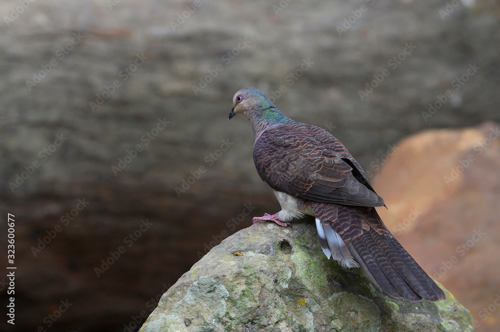 Naklejka premium Barred cuckoo dove perching on a rock