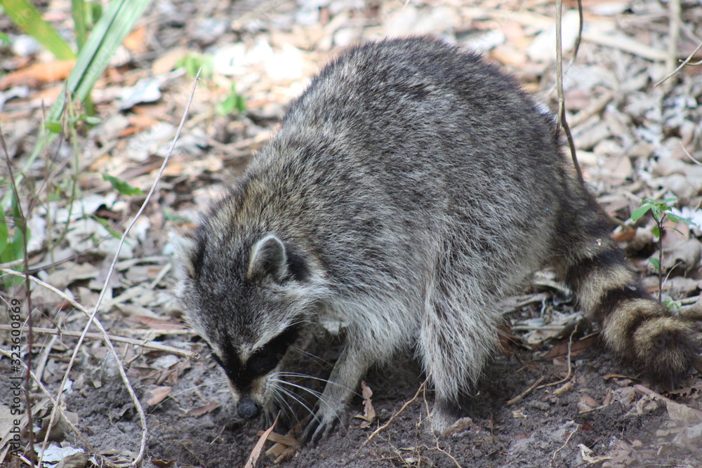 A common raccoon looking for small eggs to eat A common raccoon looking for small eggs to eat