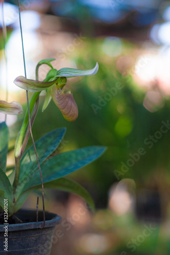Orchid flower in the garden (soft focus)