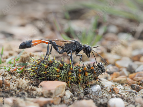 Red banded sand wasp with paralyzed caterpillar no 2 photo