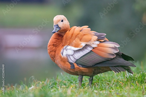 The ruddy shelduck (Tadorna ferruginea) is a member of the family Anatidae.