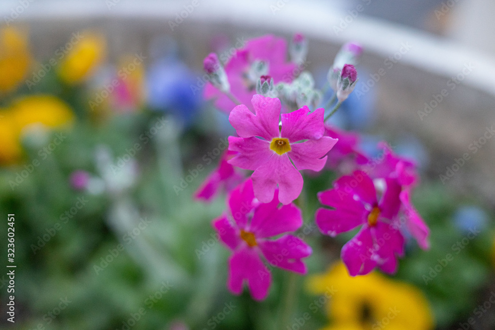 紫の花 紫の花