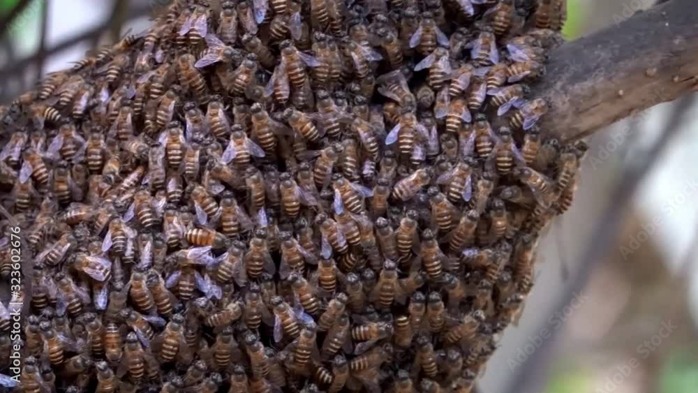 Beehives with worker bees are building the hive diligently.. Beehives with worker bees are building the hive diligently..