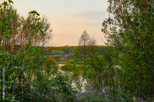 Natural landscape with lake or swamp, grass, trees in the evening in the sunset light