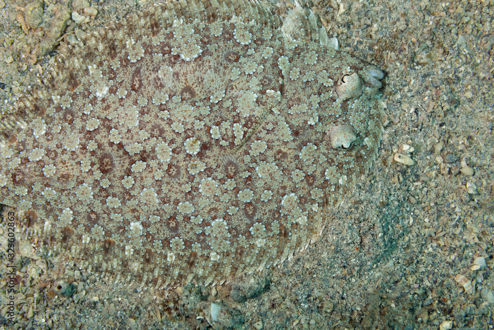 The common sole, Dover sole, or black sole (Solea solea) hidden in the sandy sea bottom The common sole, Dover sole, or black sole (Solea solea) hidden in the sandy sea bottom