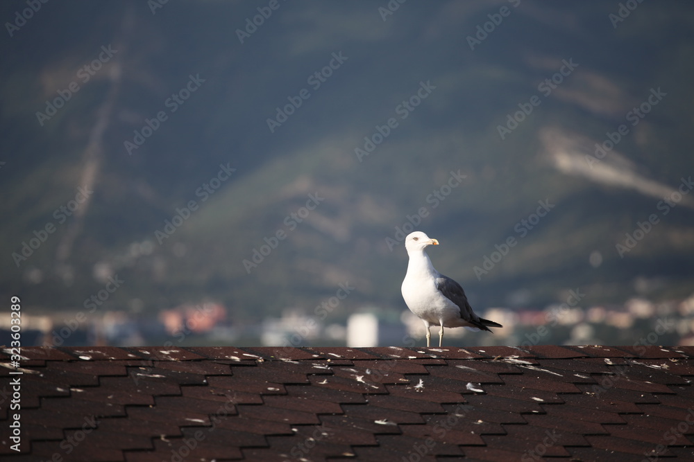 a Seagull sits on the roof against the background of mountains a Seagull sits on the roof against the background of mountains