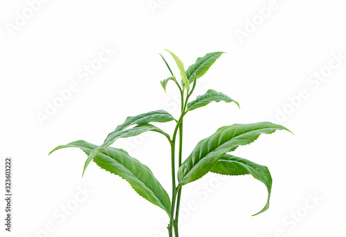 fresh tea leaves isolated on a white background
