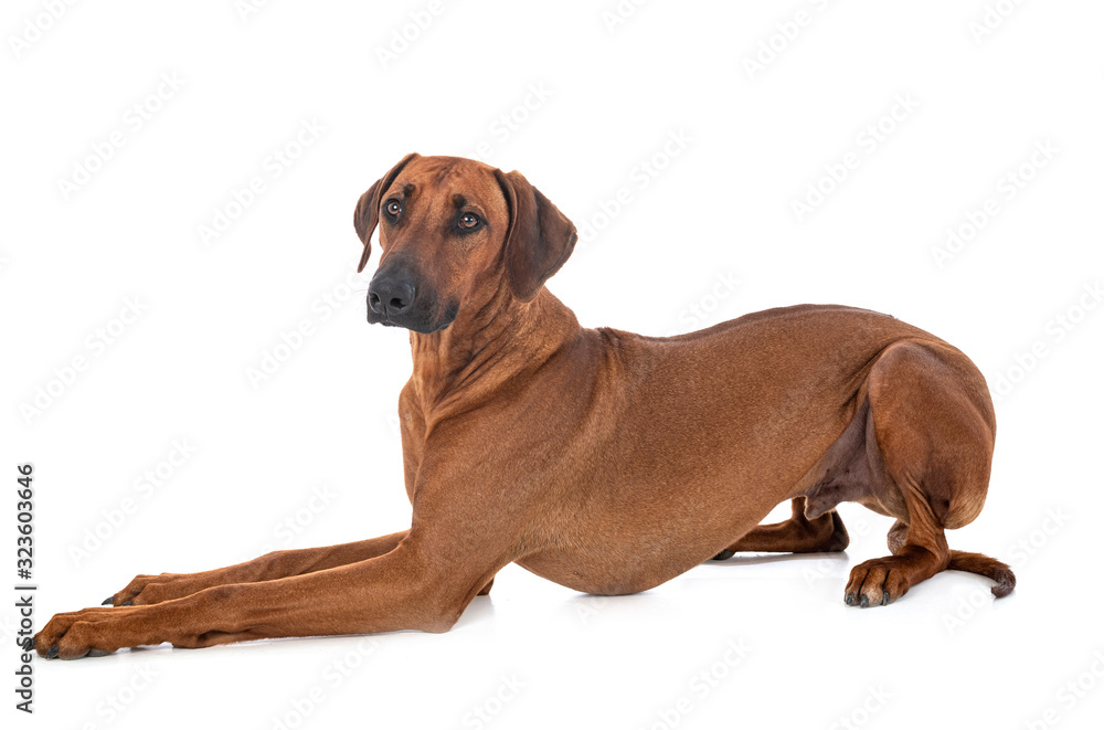 Rhodesian Ridgeback in studio