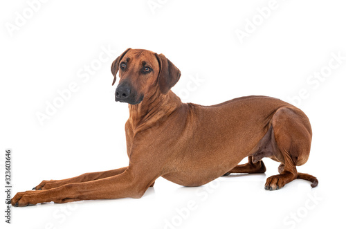 Rhodesian Ridgeback in studio