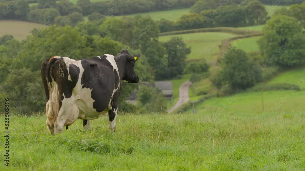 Rear view of a black and white cow standing on a hilltop overlooking a ...
