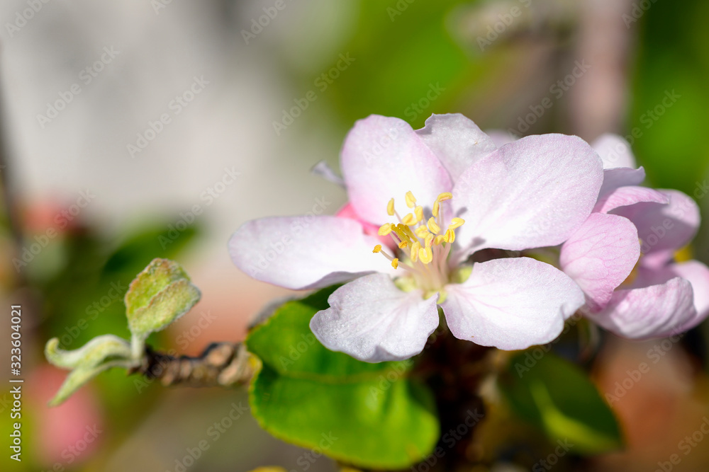 Obraz premium close-up of an Apple blossom