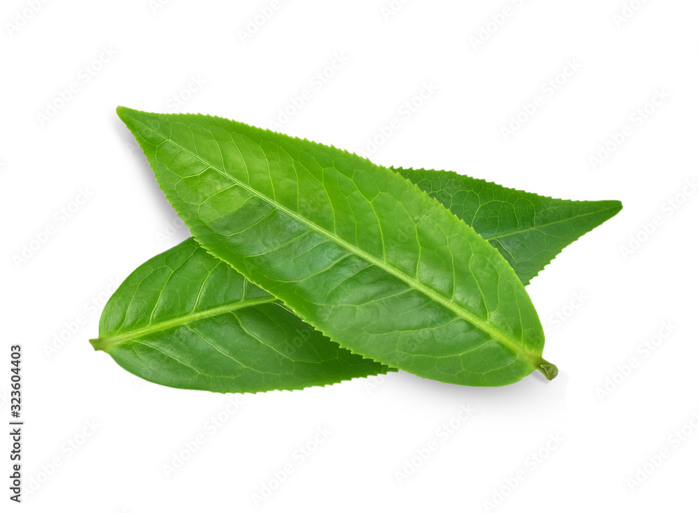 Obraz premium green tea leaf isolated on white background