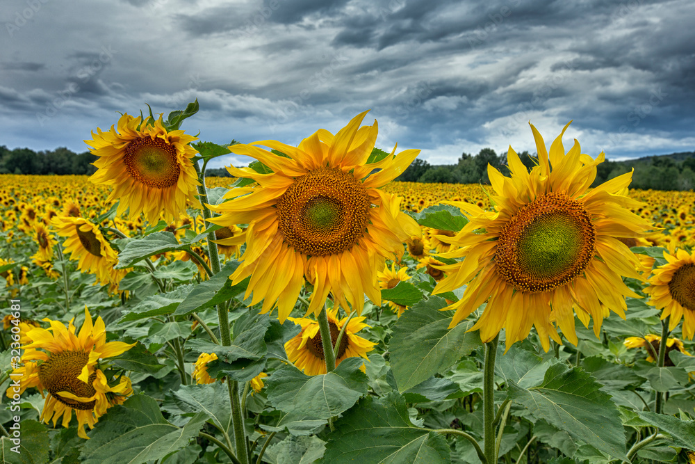 Large beautiful field of sunflowers