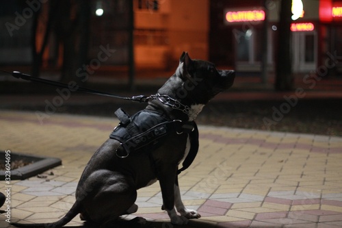 Portrait of a black staffer terrier dog against the backdrop of a night city.