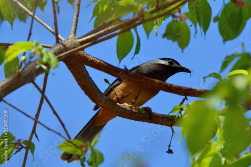 White-eared Sibia bird. (Heterophasia auricularis) photo