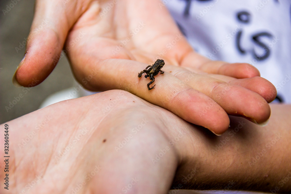 small frog on hand small frog on hand