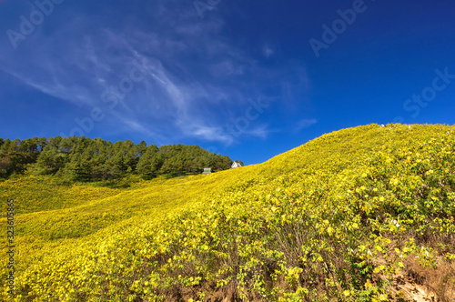 Sky Yellow lotus flowers Tung Bua Tong Doi Mae U-neck  Khun Yuam District  Mae Hong Son Province Thailand 