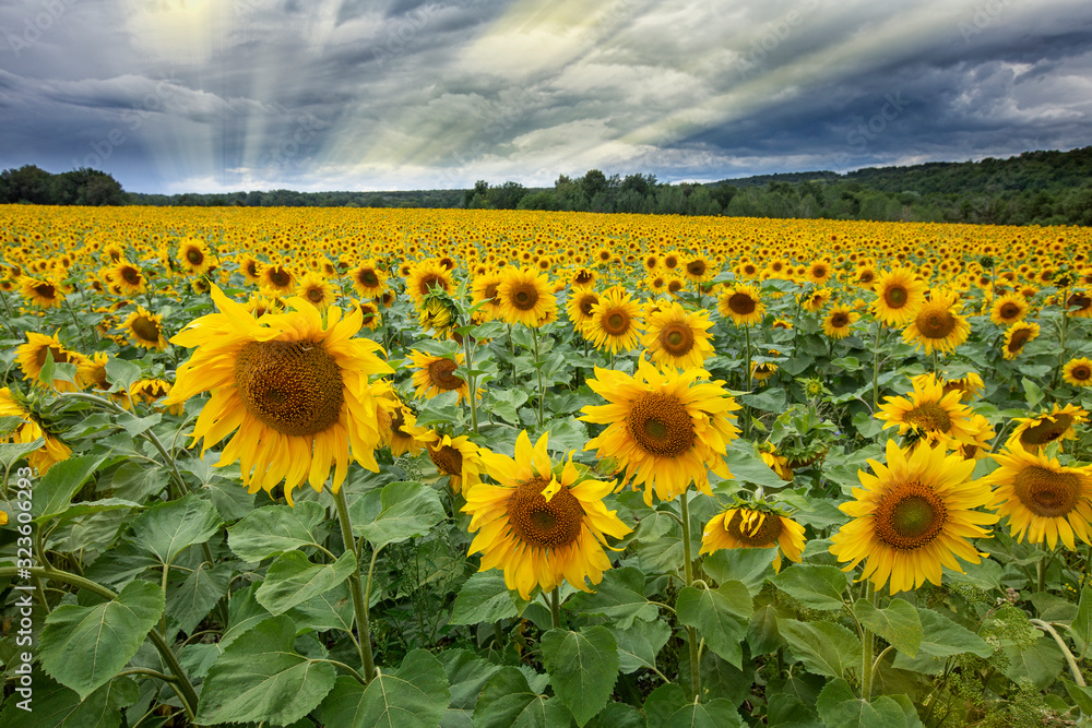 Fototapeta premium Large beautiful field of sunflowers