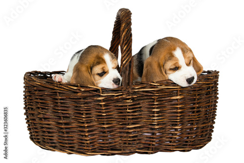 Two purebred puppies of a Beagle dog. © olgasparrow