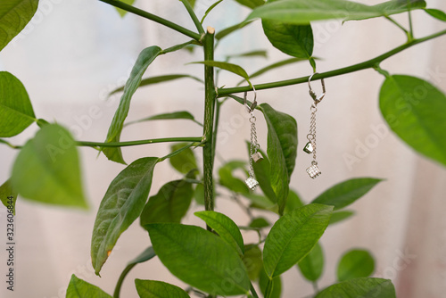 Jewelry earrings hang on a branch of a houseplant. Accessories for women