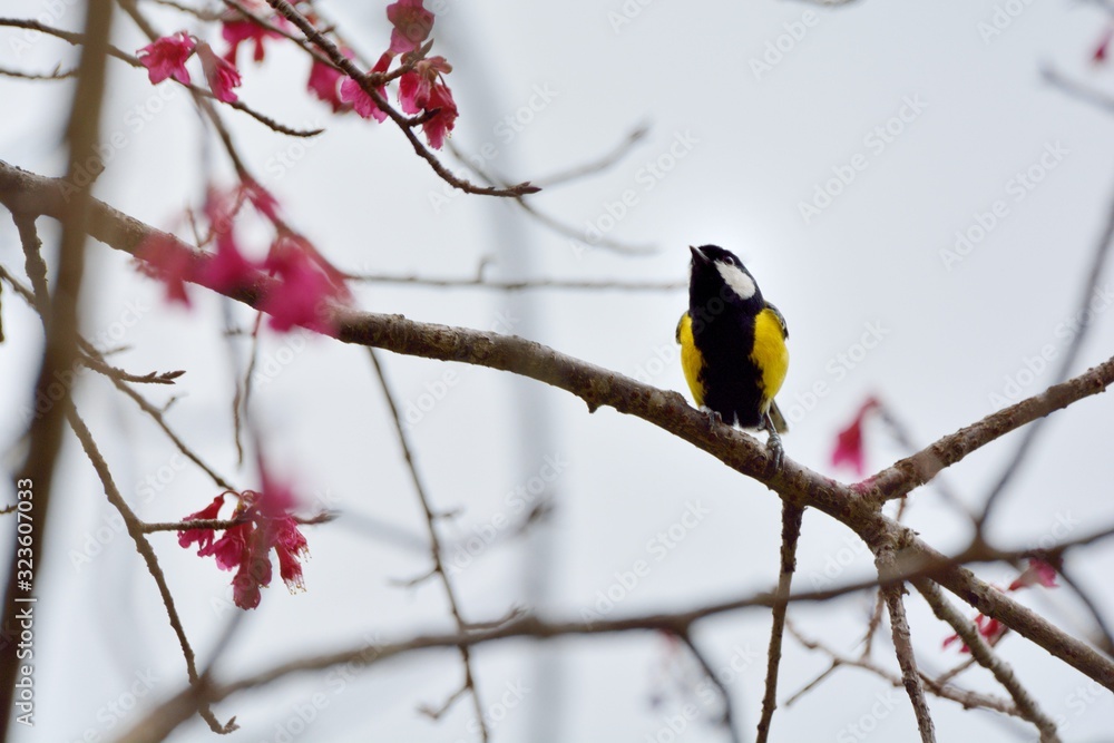 Naklejka premium Green-backed Tit bird (Parus monticolus)
