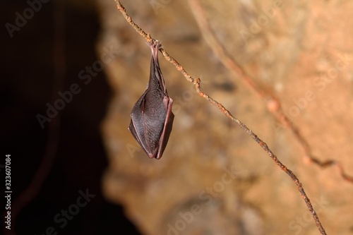 Close up group of small sleeping horseshoe bat covered by wings, hanging upside down on top of cold natural rock cave while hibernating.