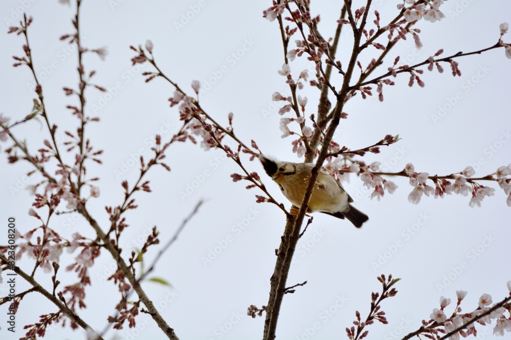 Crowned thrush bird (Yuhina brunneiceps) is endemic to Taiwan Crowned thrush bird (Yuhina brunneiceps) is endemic to Taiwan